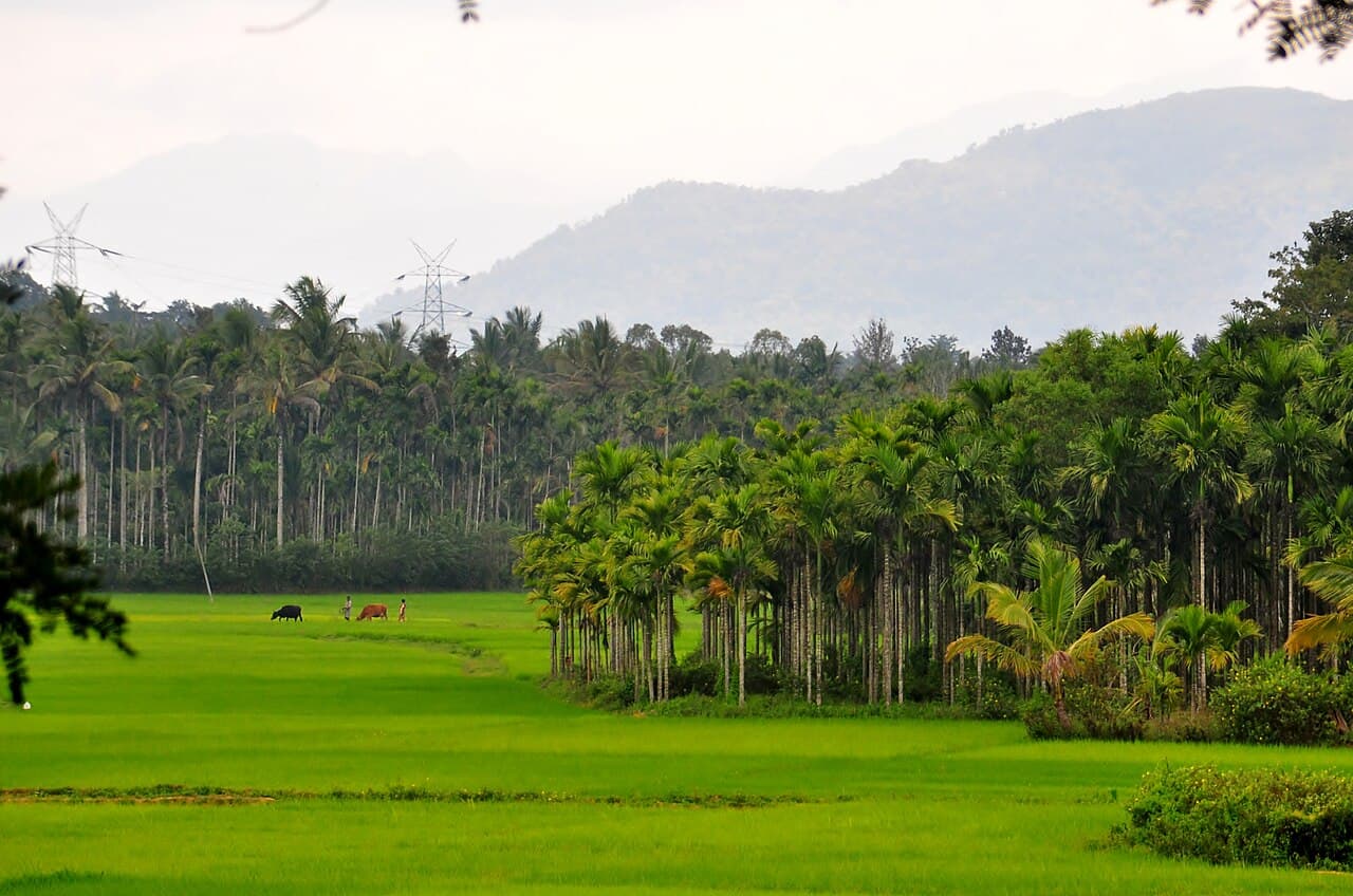 chennai to wayanad taxi service